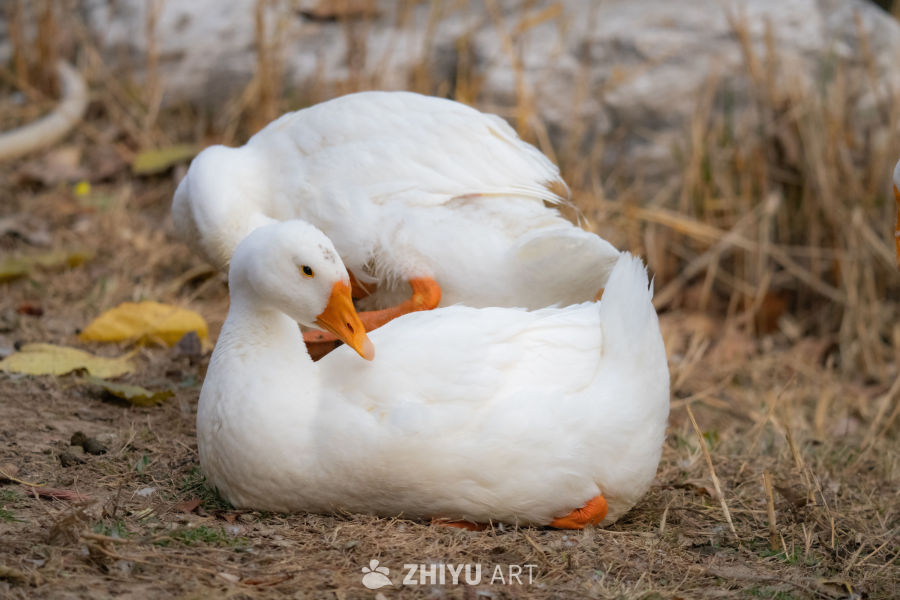两只白鸭的悠闲时光