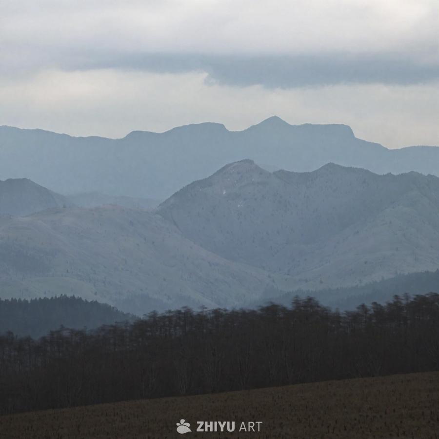 广阔的森林区域，背景是连绵的山脉，前景是一棵没有叶