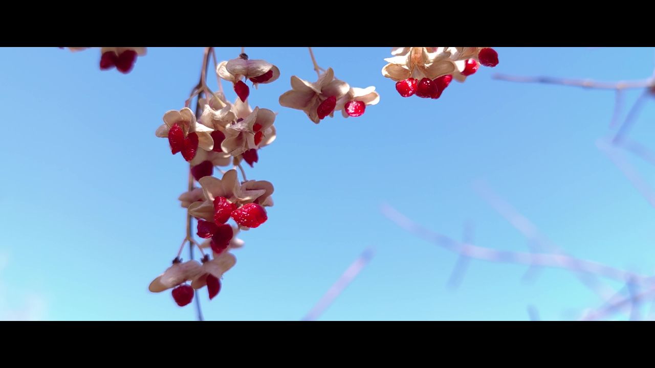 蓝天野果