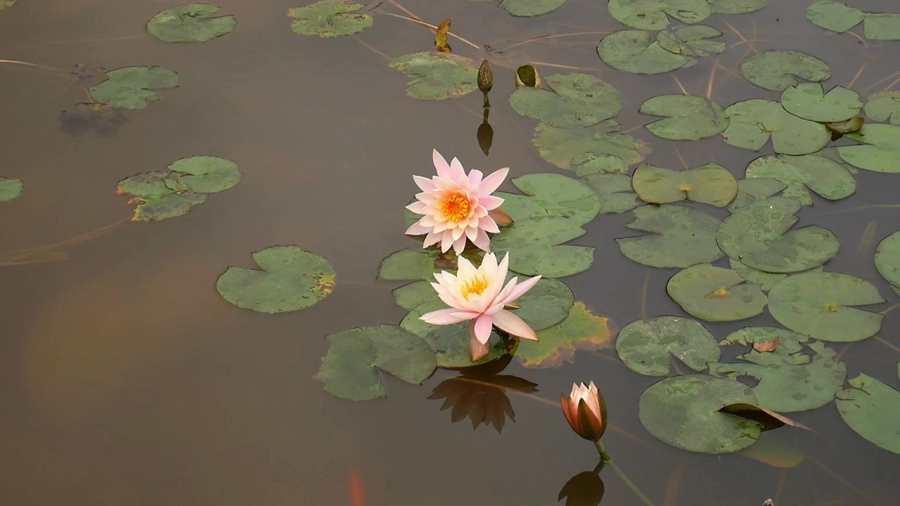 清风莲叶睡莲