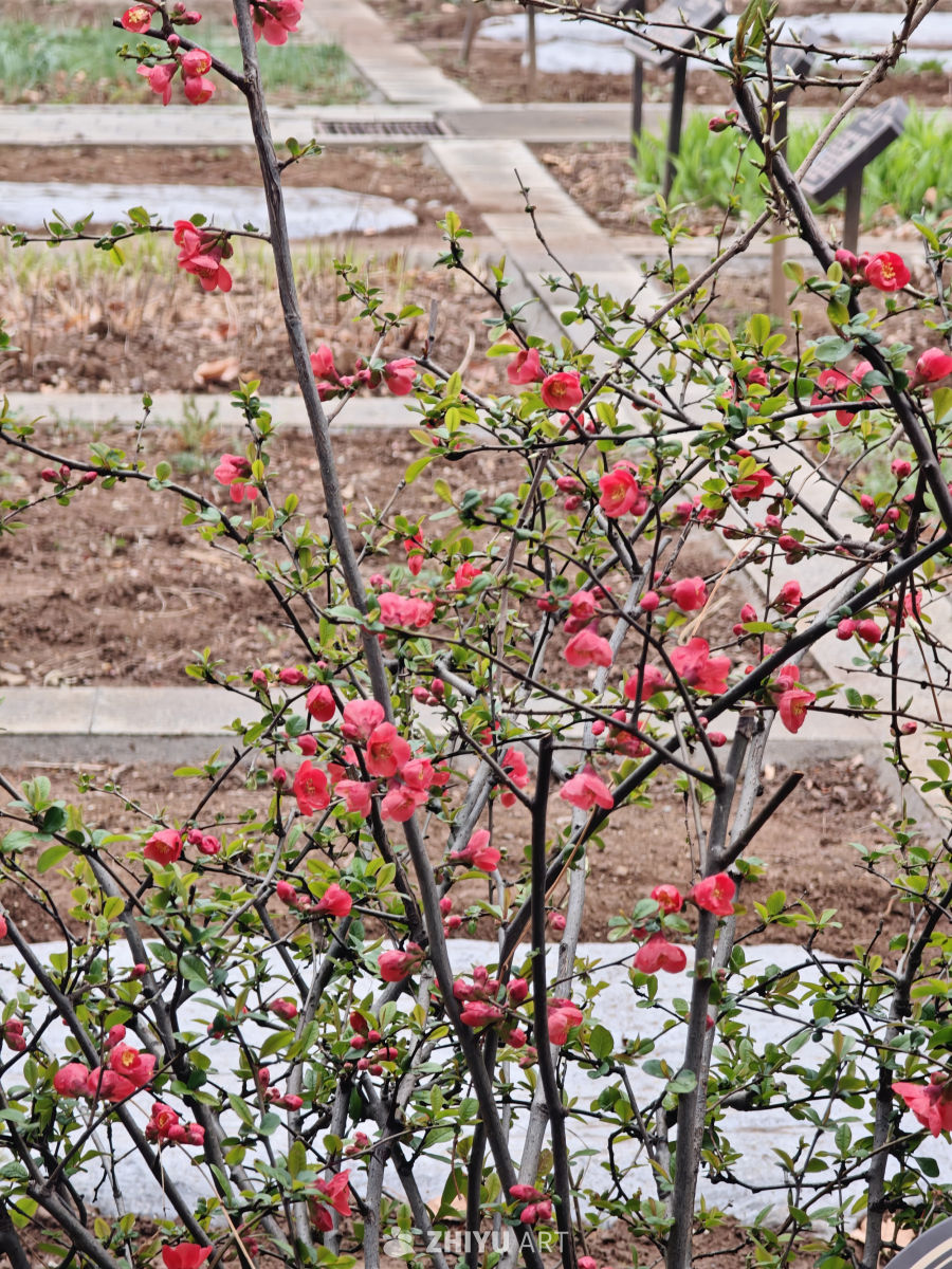 春日花开，生机盎然
