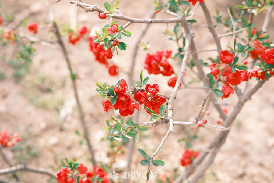 春天海棠花 25