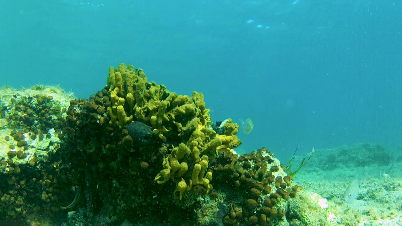 海鱼水下海床浸入式