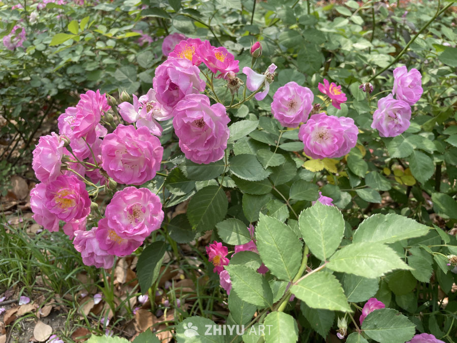 春季花卉 19