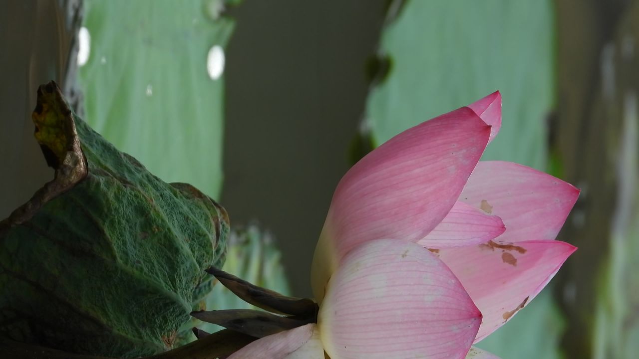 洪湖公园荷花