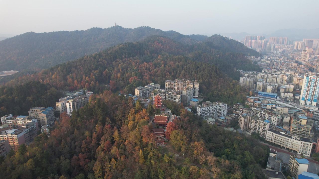 秋天枯黄树枝树叶植物森林城市秋天航拍 