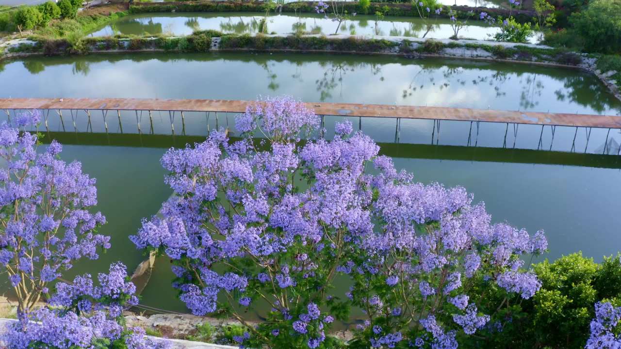 湖畔盛开的紫色花海