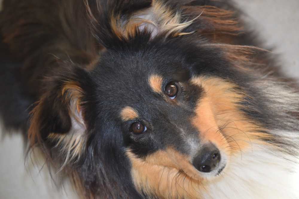 狗设得兰群岛牧羊犬动物