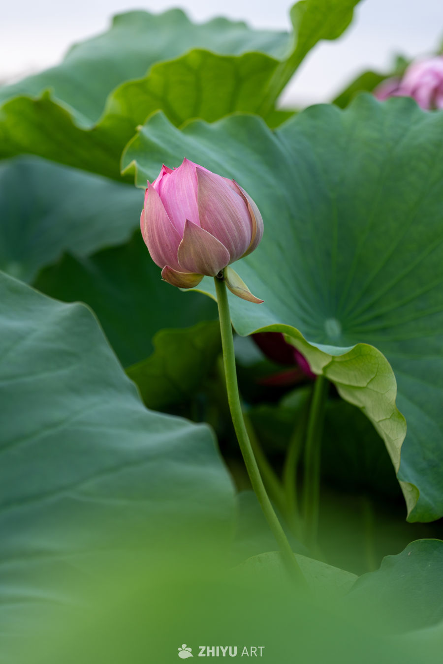荷花 23