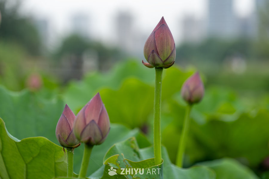 荷花 80