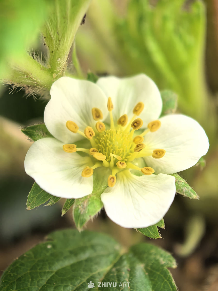 五颜六色的叶子与蘑菇🍄