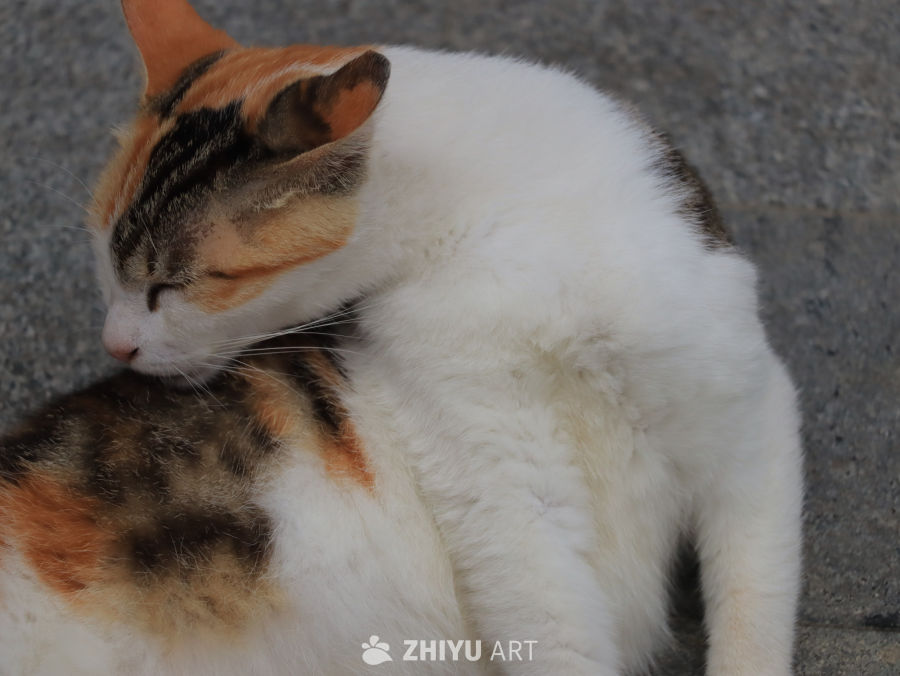 小憩中的三色猫