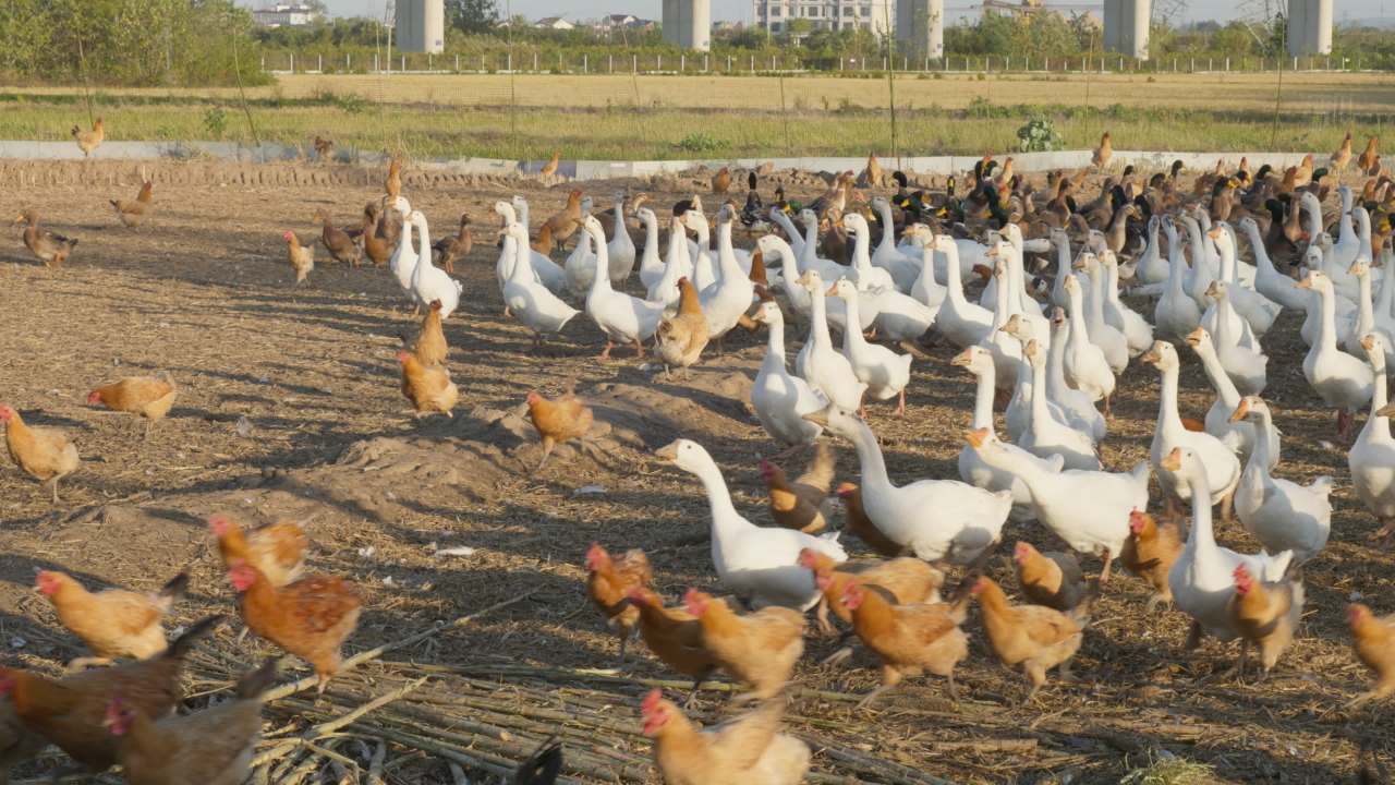 农村乡村农民散养放养天然喂养土鸡柴鸡笨鸡老鸡 9