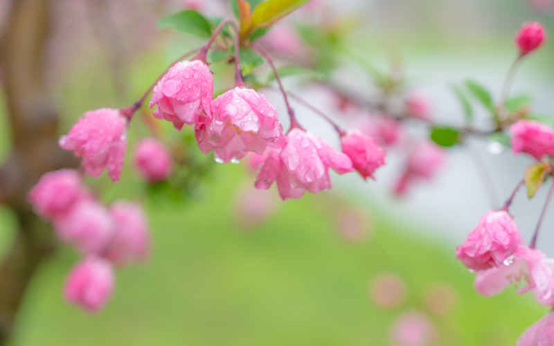 雨中海棠