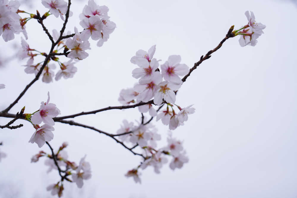 樱花季 20