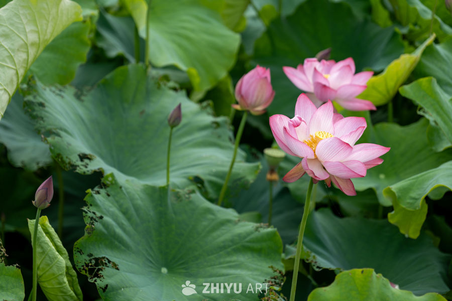 荷花 137