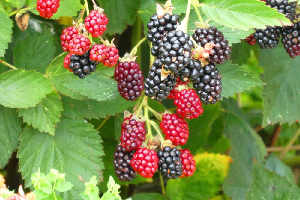 黑莓成熟水果维生素