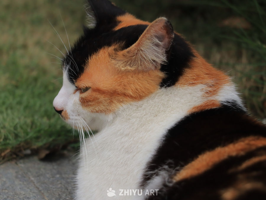 三色猫的宁静时光