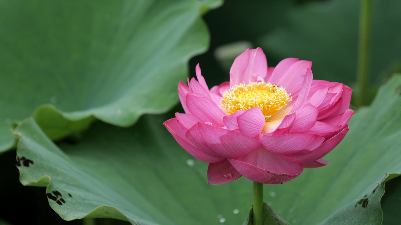 荷花 20
