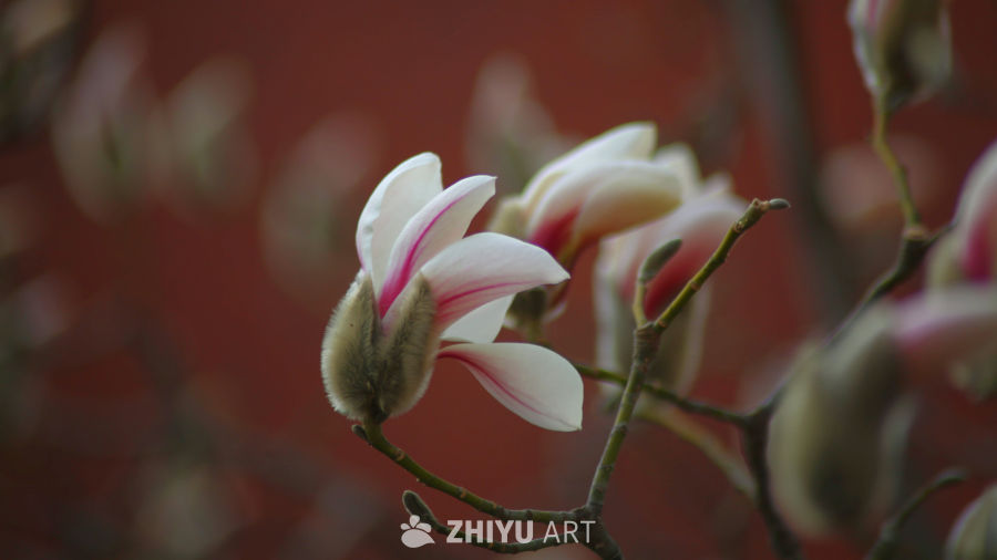 玉兰花开春意浓
