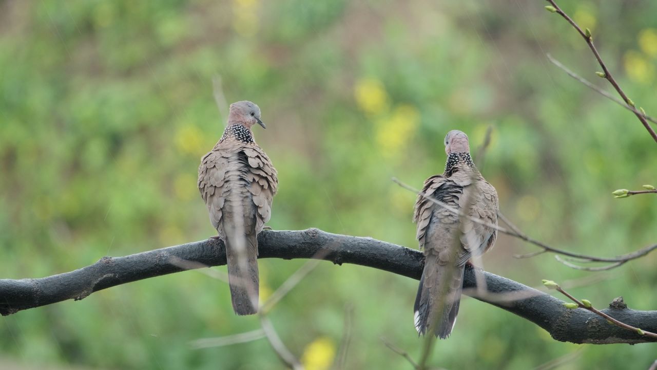 大自然动物鸟类4K实拍视频
