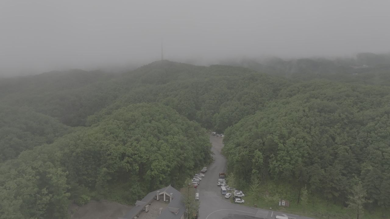 雾中森林