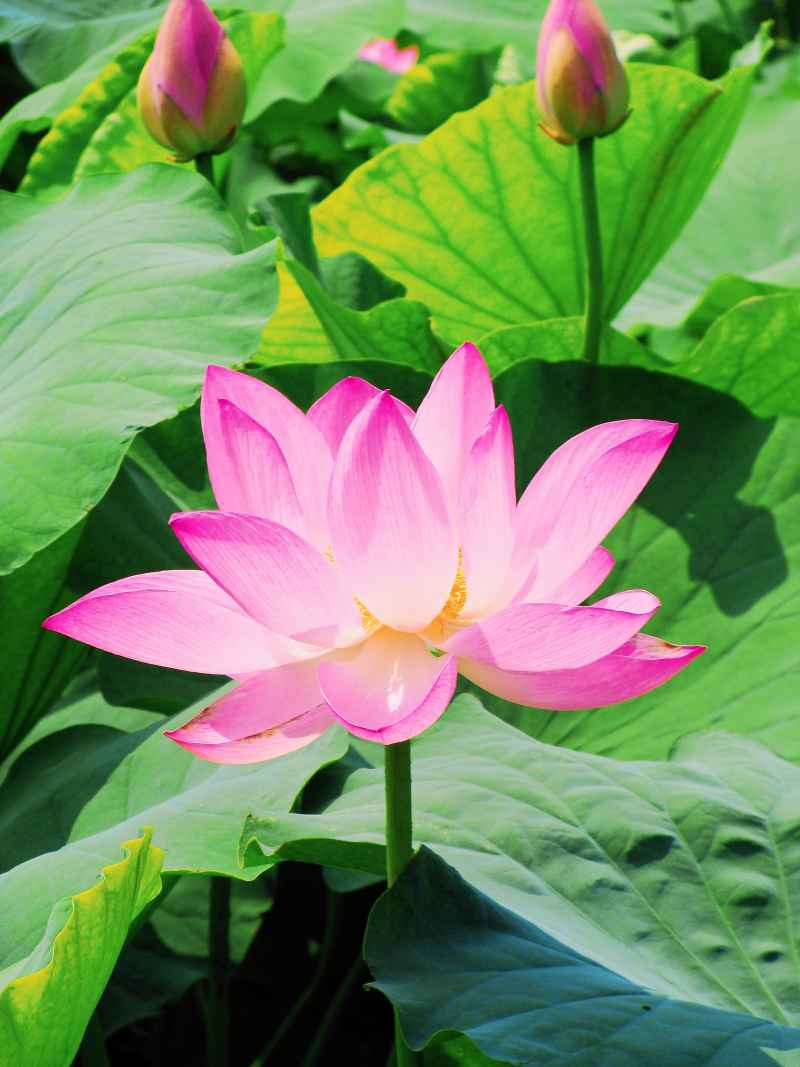 “水中君子”——荷花 15