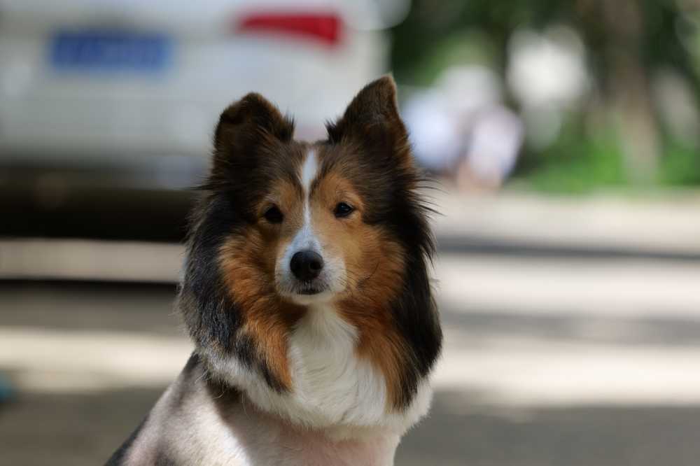 喜乐蒂牧羊犬