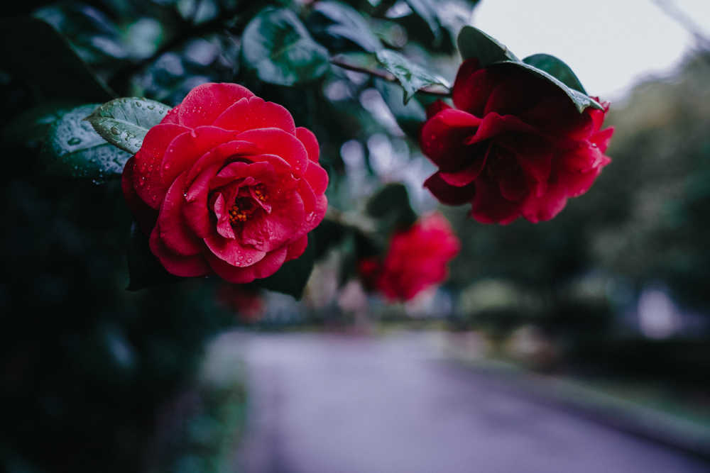 茶花