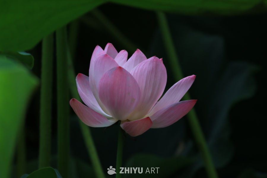 荷花 101