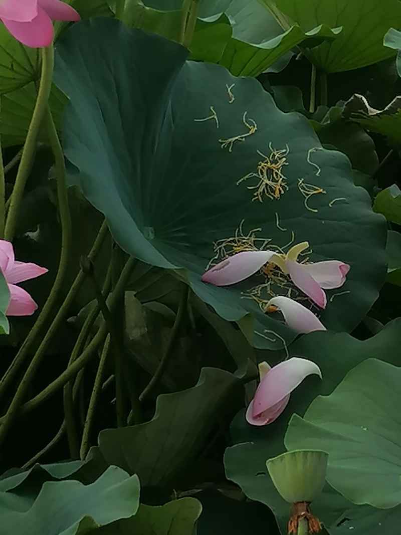 失落的花序