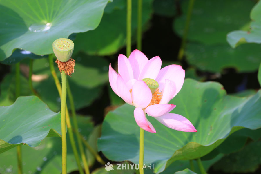 盛夏荷花 93