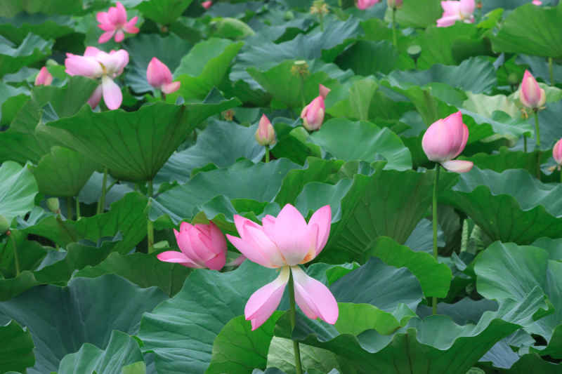 荷花 4