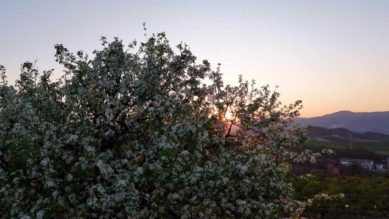 夕阳下的花树