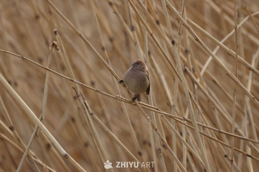 芦苇丛中的小鸟