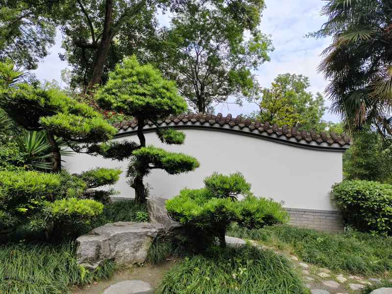 盆景