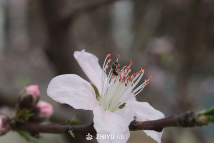春日桃花与蜜蜂