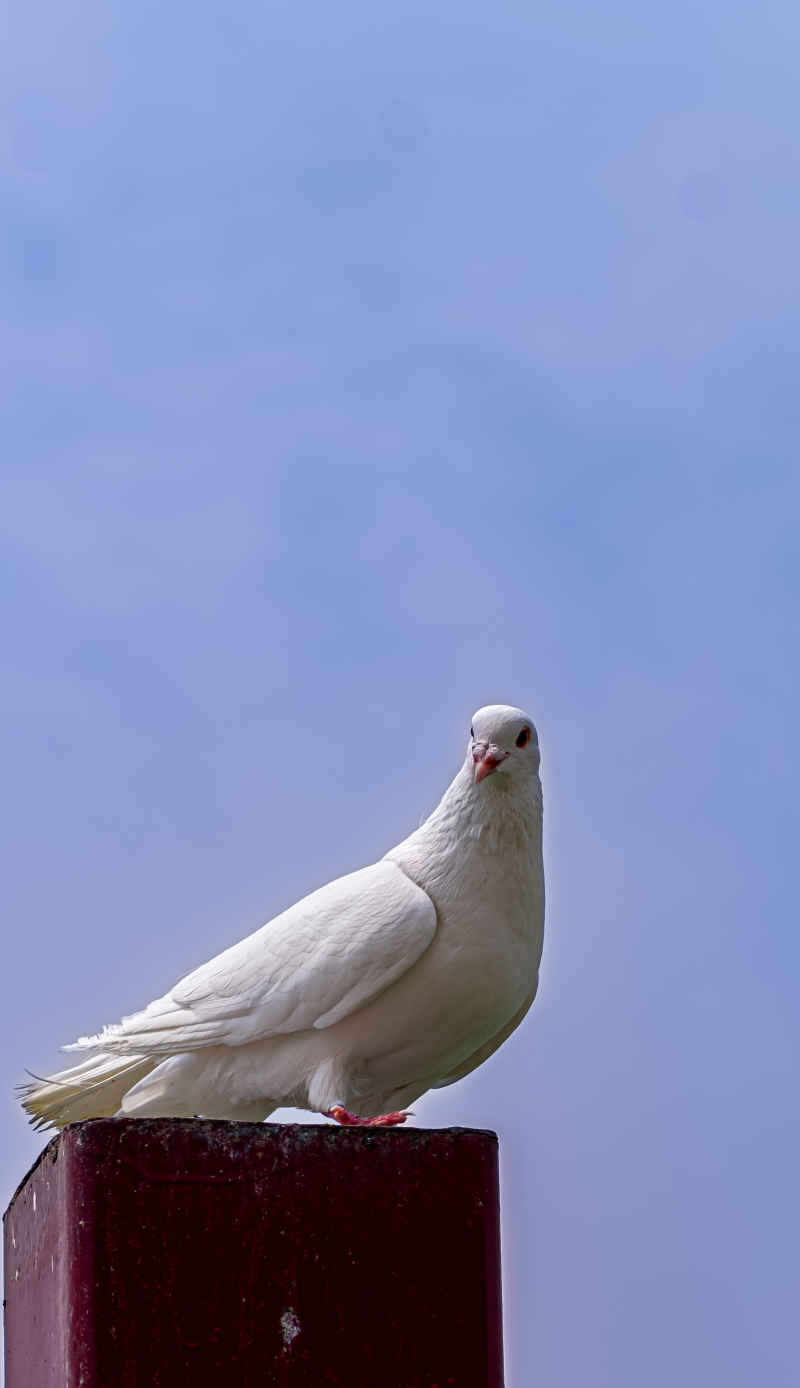 鸟