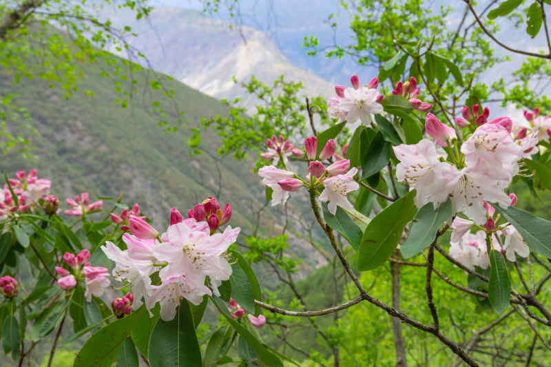 杜鹃花 10