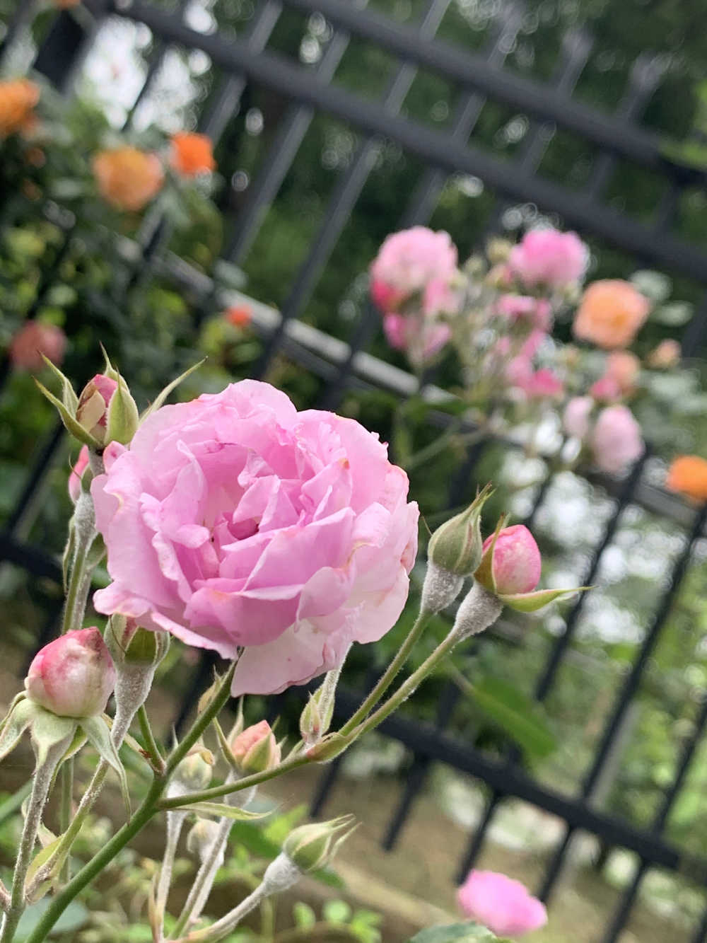 手机拍摄花花草草