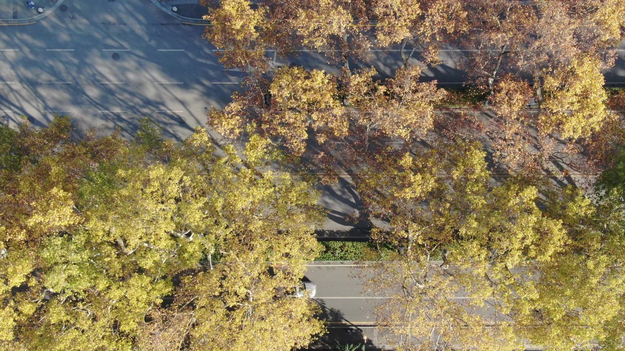 南京城市秋天枯黄法国梧桐航拍