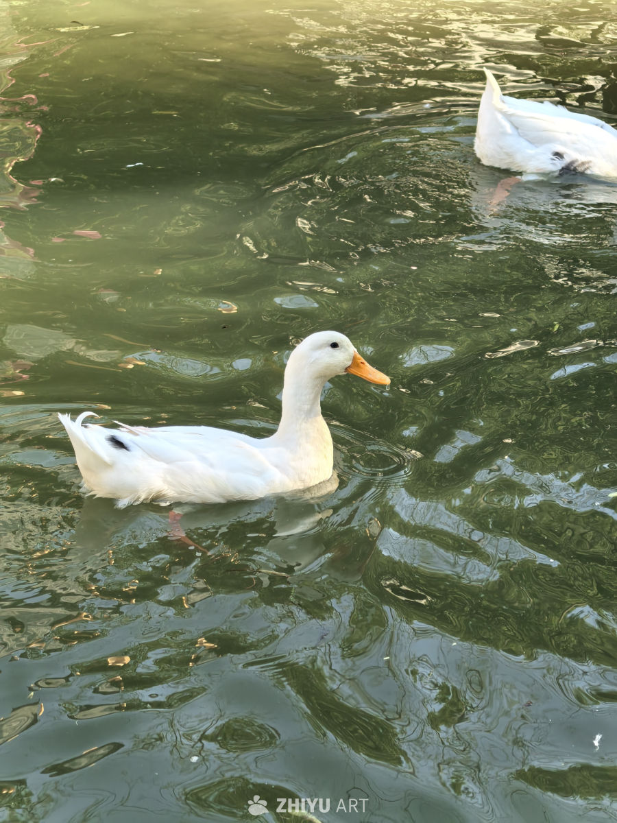 春江水暖鸭先知