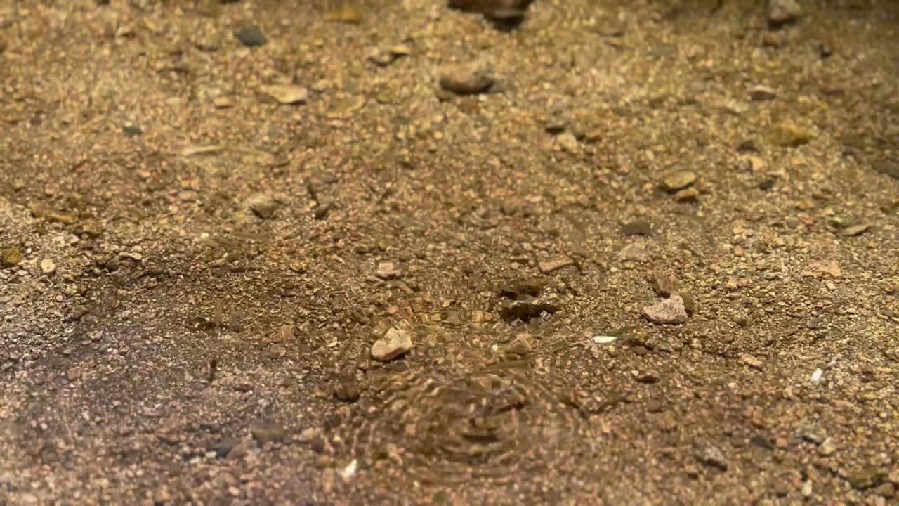 鱼在水中游 1