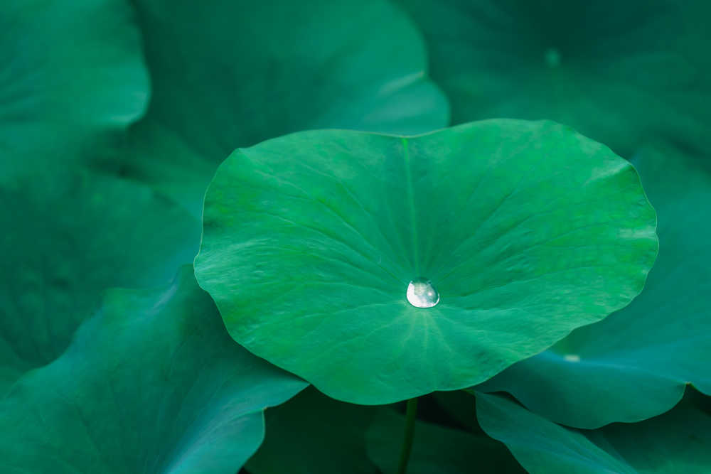 夏荷