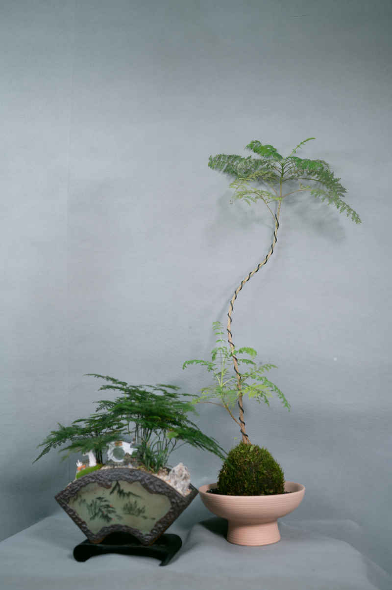 盆栽、插花 29