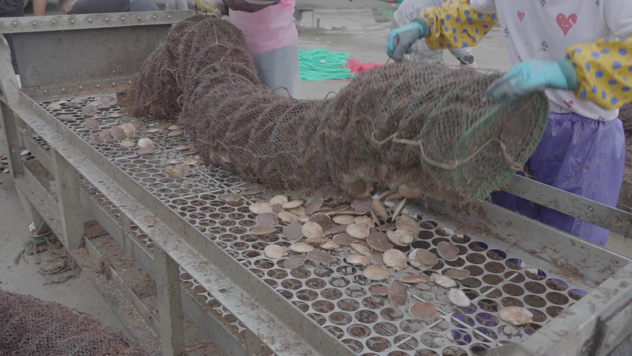 渔民扇贝分拣作业