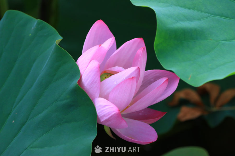 盛夏荷花 233