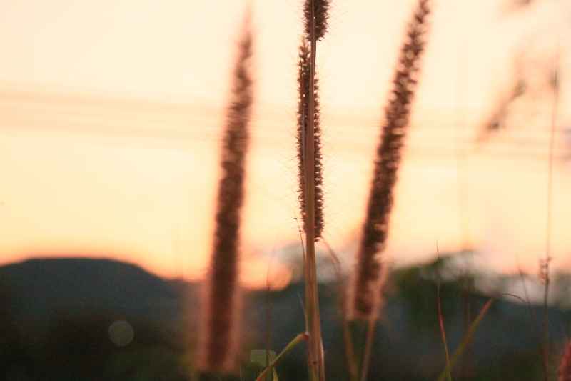 光