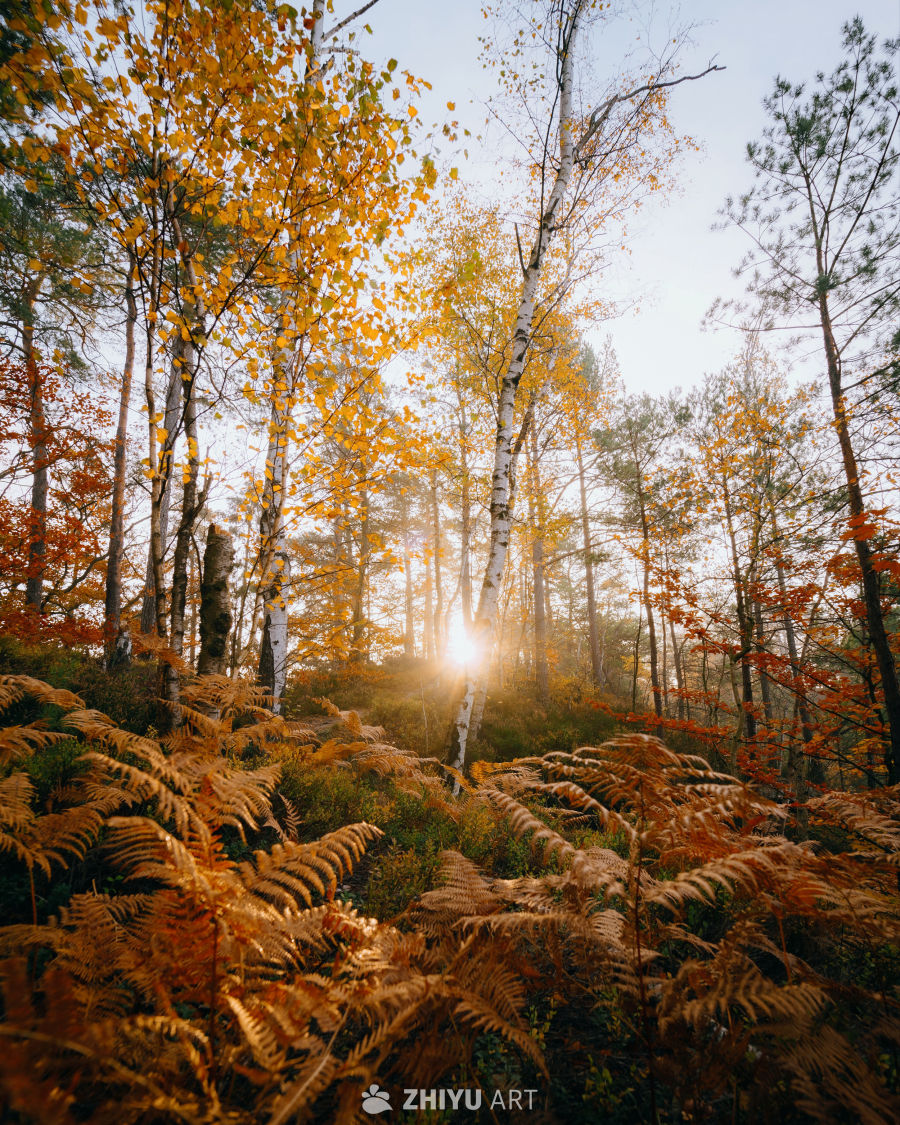 秋天到了一片秋黄映碧天