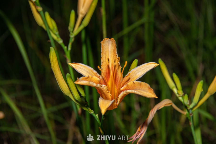 中药材与药材花 74